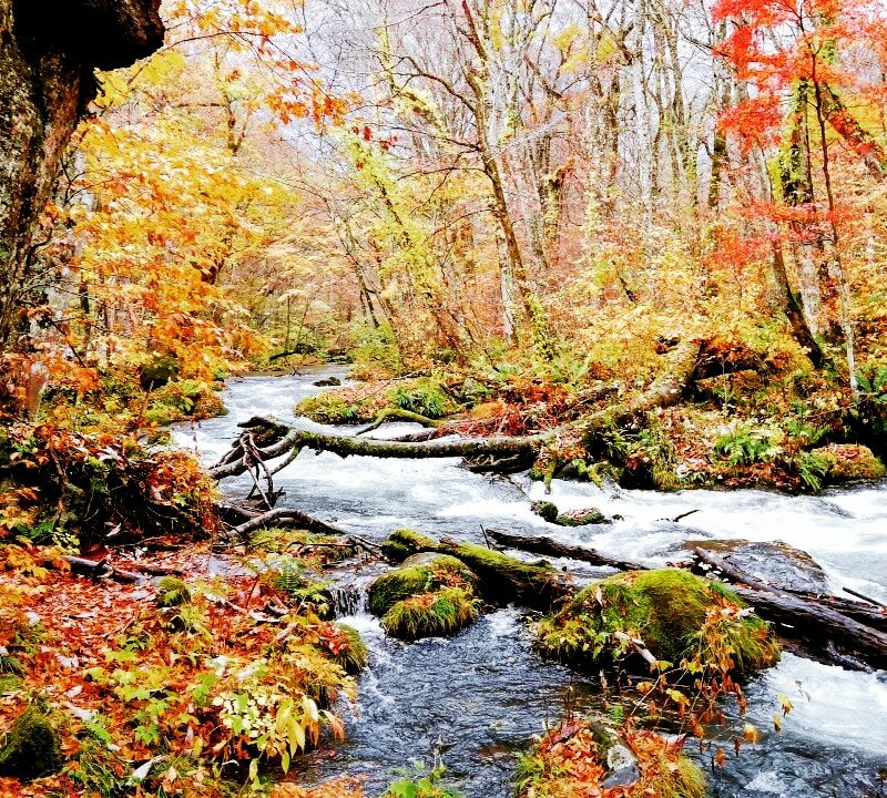 奥入瀬渓流で紅葉と美味しい食事 秋の青森旅 後編 Cookパピオの 大人のままごと
